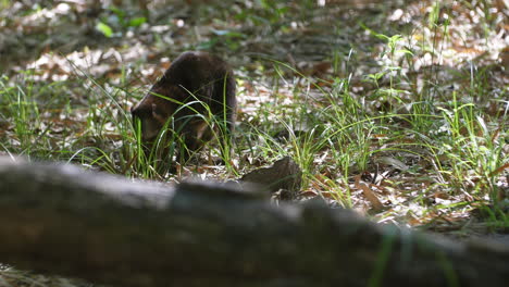 Quati-Im-Zoo-Von-Martinique-Nasua-Nasua-Nasenbär-Ringelschwanzwaschbärenfamilie